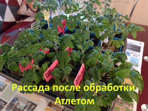 Неделя после полива рассады Атлетом. Растения не вытягиваются, развиваются