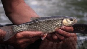 Waggler on the Avon | Steve Hemingray | Match Fishing
