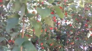 Кизил в Крыму.Огромные деревья в горах и дворах.