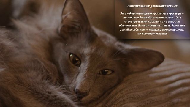 Породы кошек Компактный каталог Cat Breeds Compact catalog
