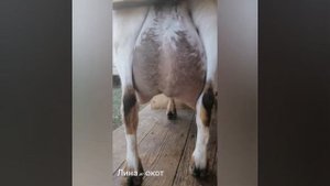 Как доить камерунских козочек? Сколько молочка они дают?