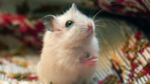 Для ДУШИ!))) Песенка хомячка)))