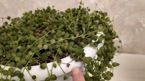 КРЕСТОВНИК РОУЛИ  УХОД
