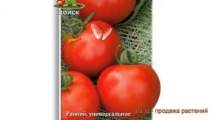 Томат обыкновенный Любимец Подмосковья ? обзор: как сажать, семена томата Любимец Подмосковья