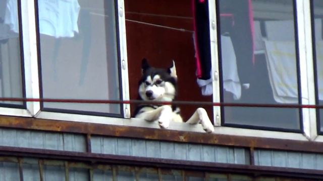 Прикол! Собака воет на проезжавшую скорую помощ. смотреть онлайн