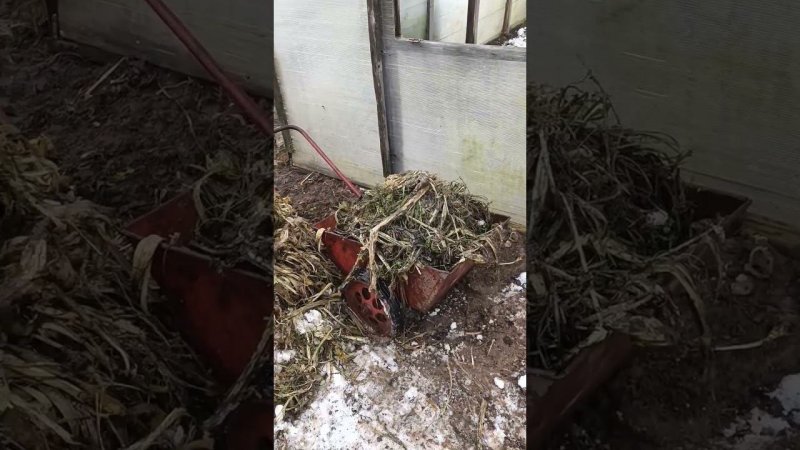 Только сейчас убрал тыквенные плети с участка...