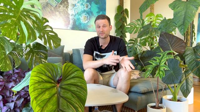 AVOID THESE MISTAKES - growing aroids indoors смотреть онлайн