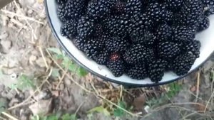 Ежевика сорт Джамбо(Слоненок)