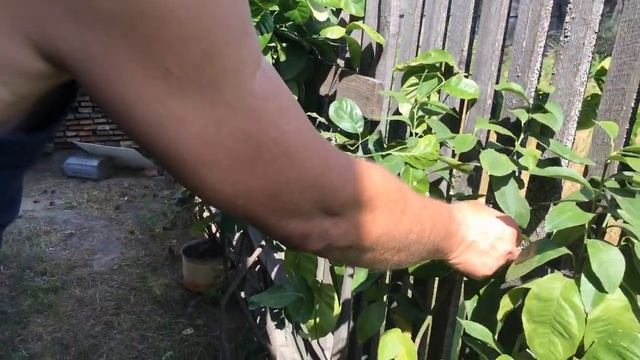 *Выращивание Лимонов Мандаринов В домашних условиях*