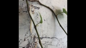 Хедера (плющ). Обрастает с 0.