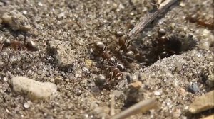 БИОСФЕРА: 203. Степной Прыткий Муравей (Formica cunicularia)
