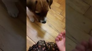 как научить щенка команде фу за 5 минут.