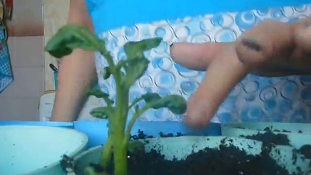 пикирую ростки картофеля с пяточкой,посаженные вниз головой смотреть онлайн