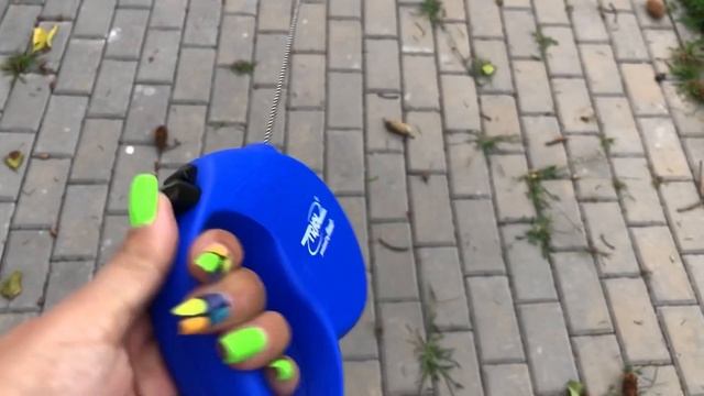 Купили снова новый поводок Шпицу смотреть онлайн