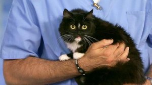 Лучшее за неделю. Жить здорово!