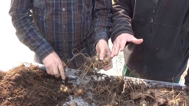 Jardinage:Comment faire la culture et division de canna: Plante annuelle смотреть онлайн