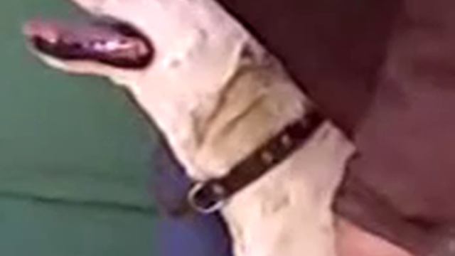 Зоофилия смотреть онлайн