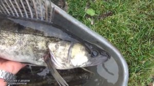 Трейлер канала " Рыбалка с дедом Маркелычем"