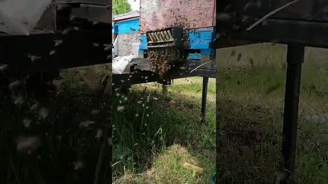 Моя пасека Прекрасное зрелище рой заходит в пустой улей на пасеке 2021г смотреть онлайн