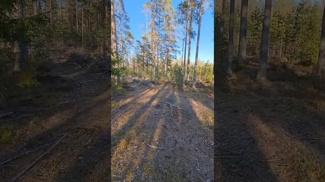 Вырубка леса Старорусское. Последствия предыдущей вырубки 2018 года. Часть 1. смотреть онлайн