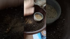 грунт для пеларгонии,каким пользуюсь я