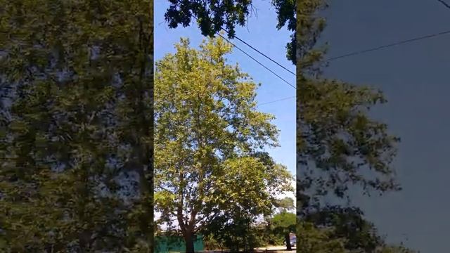 Дубы.АР Крым г.Севастополь ул.Маршала Геловани 1.2021г. смотреть онлайн