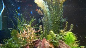 Бриллиантовая тетра (Moenkhausia pittieri)