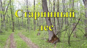 Старинный лес - вечный кладезь находок, монет и артефактов!!