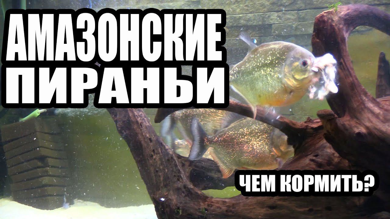 Чем я Кормлю Амазонских Пираний. What I feed the Amazonian Piranhas