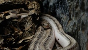 Жуткая музыка хоррор. ЗМЕИ. Scary Snakes.