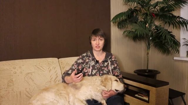 СОБАКИ И ПЕТАРДЫ. Ваша собака боится петарды? Страх у собаки: что советуют кинологи/ В лапах у Тяп смотреть онлайн