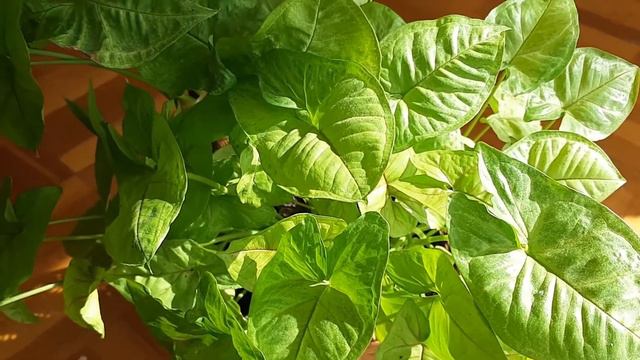 Syngonium Plant Care | Arrowhead Plant