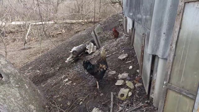 Крольчиха начала рвать пух, подготовка к окролу смотреть онлайн