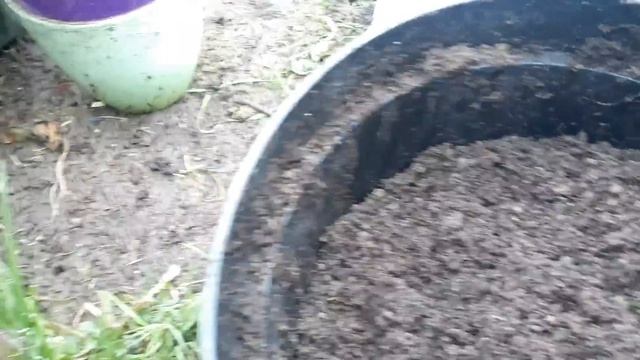 ГОРТЕНЗИЯ САМАРСКАЯ ЛИДИЯ ?ИСПРАВЛЯЮ ОШИБКИ Меняю состав грунта смотреть онлайн