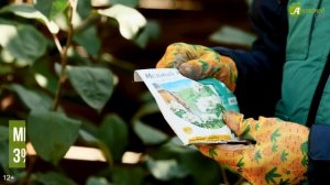 Осенняя обработка деревьев от вредителей и болезней с Евгением Силягиным. Как обработать сад осенью