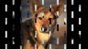 Песня о преданной собаке.