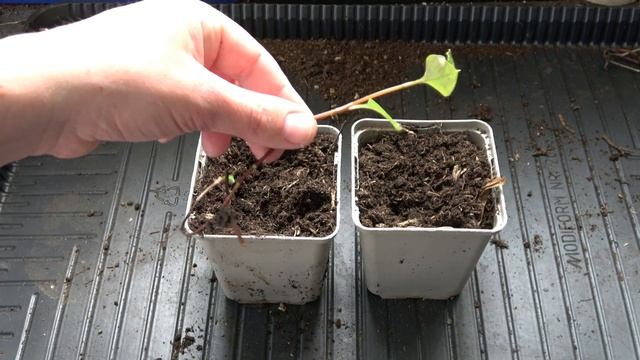 Persicaria sp. Kunming: Unknown, but very useful Ground Cover Plant смотреть онлайн