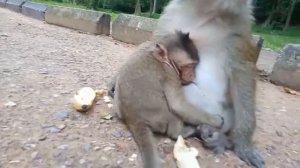 Poor Baby Monkey, Sleeping While Taking Milk | Simple Life Of Jungle Animals #suppercutemonkey