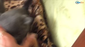 ВЛОГ Маленькая девочка Ярослава играет с котятами и кошками