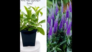 Лучшие сорта Вероники  #сад #саженцыпочтой#ландшафтныйдизайн #цветы #shortvideo#природа#новинка#лето