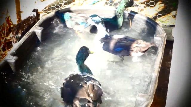 Утреннее купание уток. Cayuga duck and Magpie. смотреть онлайн