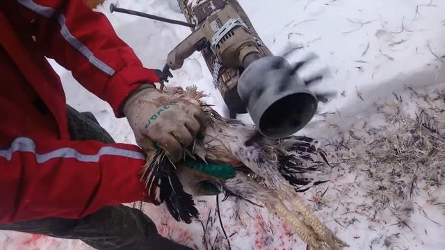 Как бысто ощипать птицу. Насадка для ощипывания птицы на дрель. How to pluck fowl смотреть онлайн