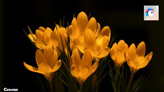 FLOWERS BLOOMING - TIME LAPSE - Beautiful Nature Flowers. by Best Time смотреть онлайн