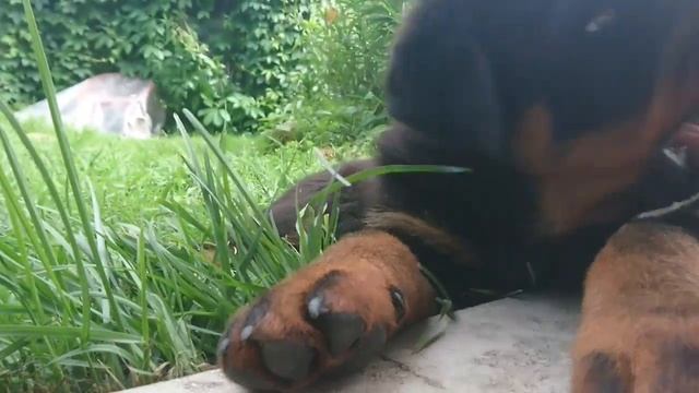 ЩЕНОК МЕЖДУ ЛЮБОВЬЮ И ЗДРАВЫМ СМЫСЛОМ.Воспитание и дрессировка ротвейлера
