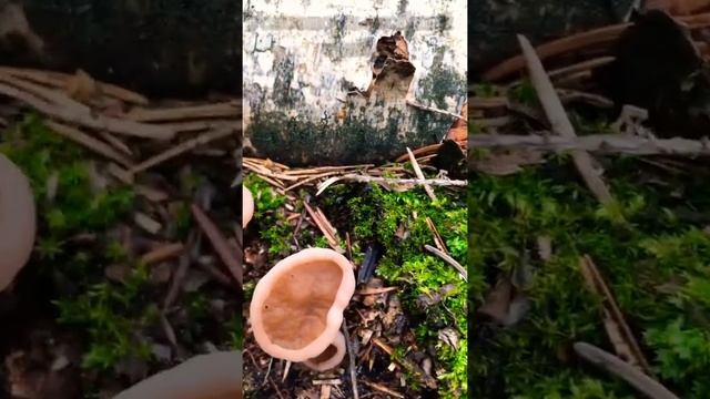 Коричневая пецица смотреть онлайн