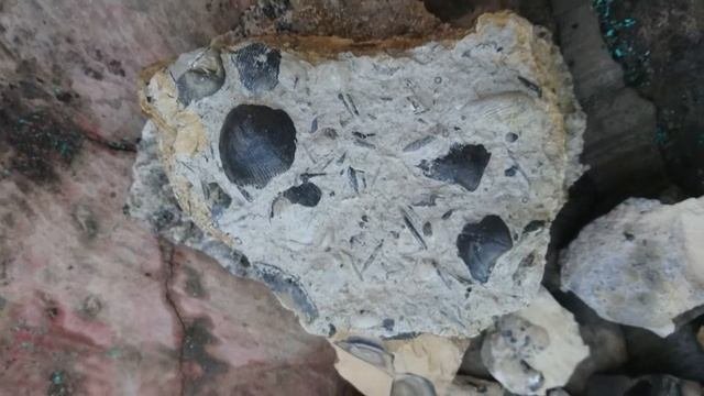 Окаменелости брахиоподы и иглы ежей морских