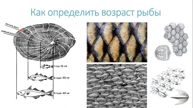 Мастер-класс : "Удивительные рыбы".Педагог Глебова Ксения. смотреть онлайн