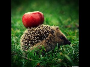 Интересные факты о ёжиках!