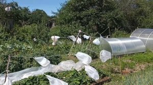 Чем защитить урожай ягод от птиц? Если бы я это знала раньше!