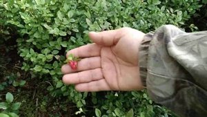 Брусника поспевает. Через пару недель за урожаем!